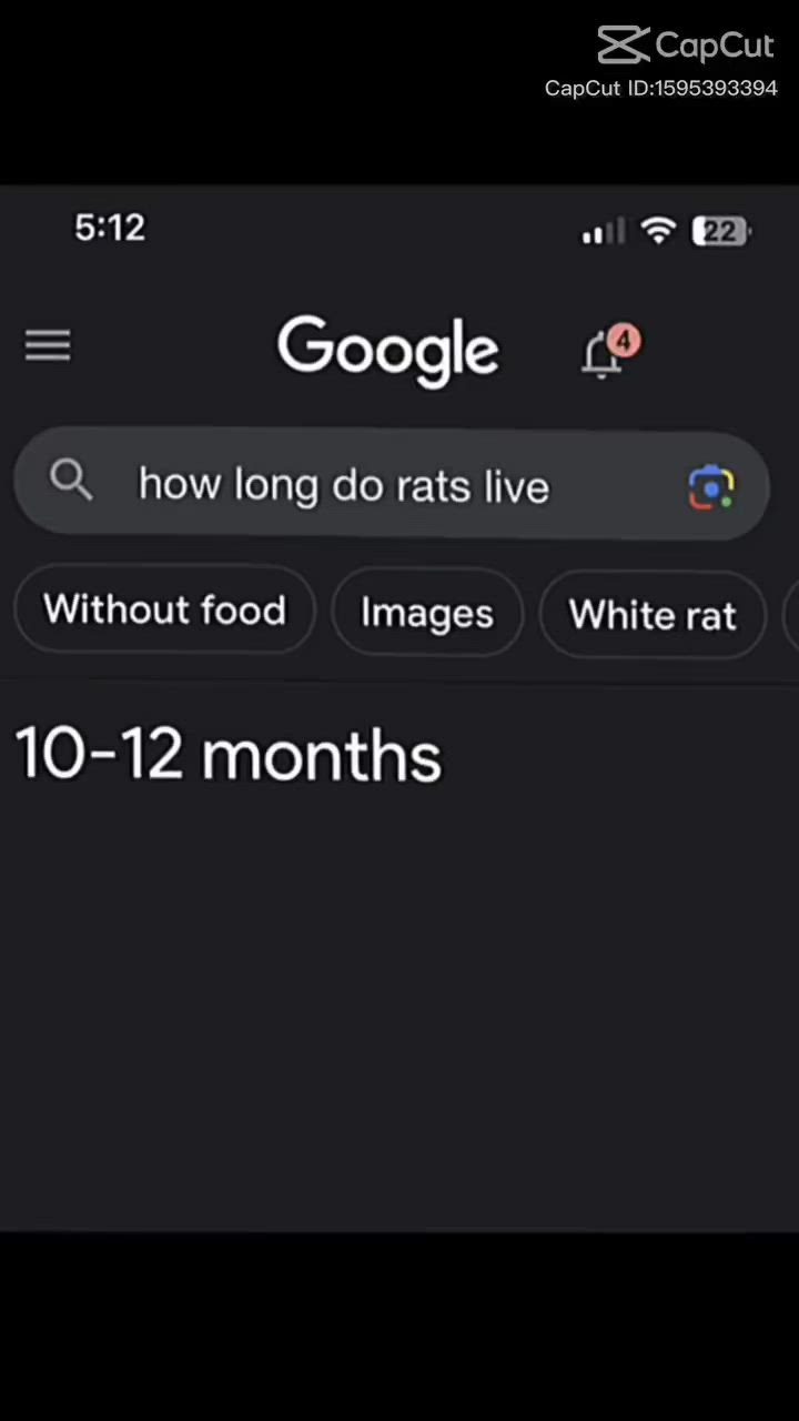How long rats live.