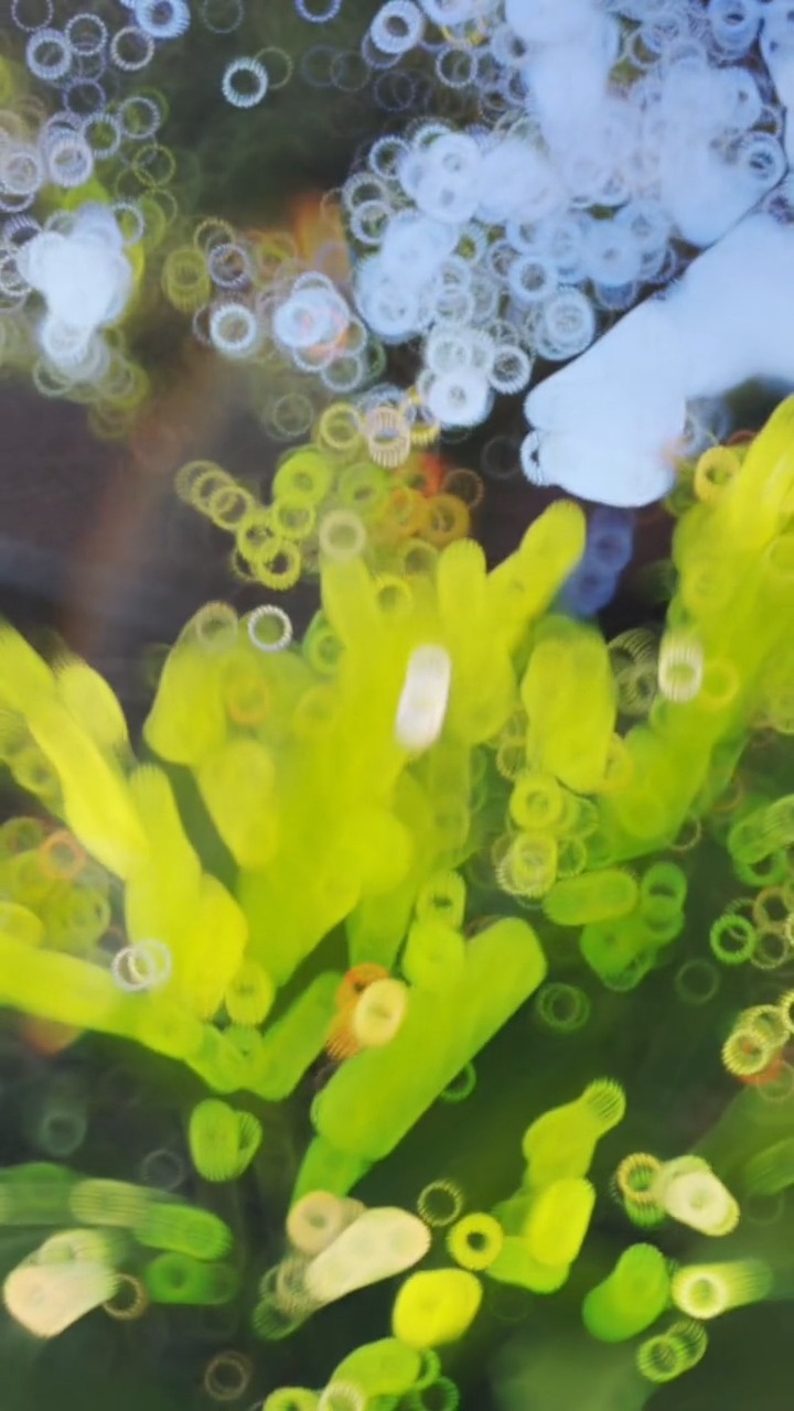 Healing Thailand Capcut Templates