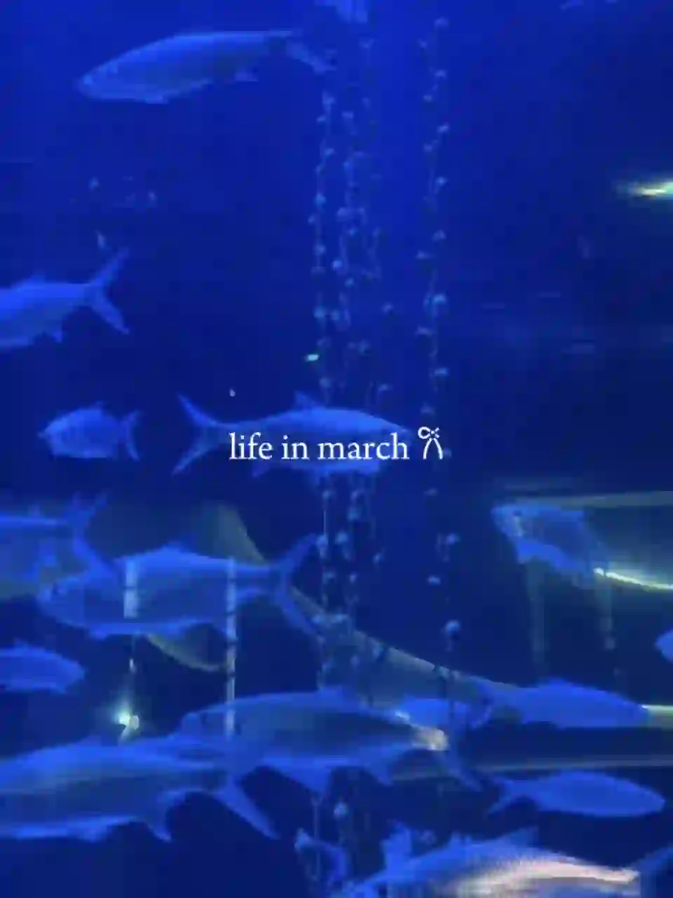 march dump 2024 - March Dump CapCut Templates CapCut Template